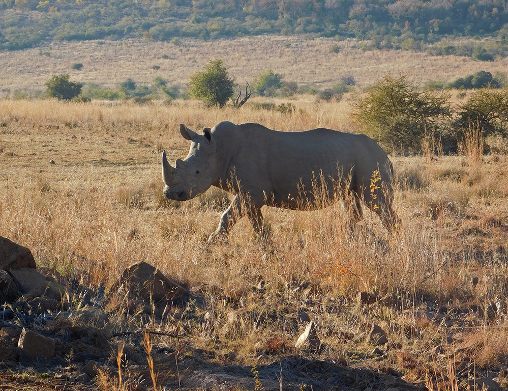Daughters Photos White Rhino 1